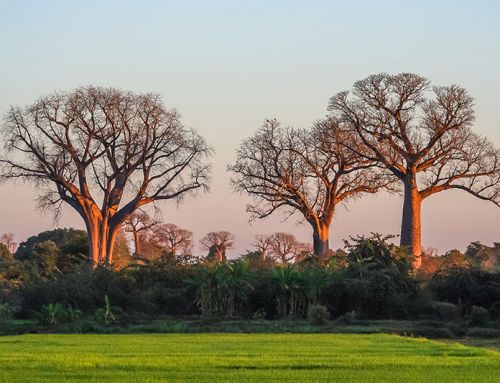Top Places To Visit in Madagascar