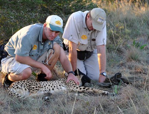 African Vet Safari’s